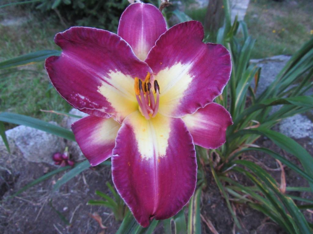 Paint By Numbers Harbour Breezes Daylilies and Japanese Iris at
